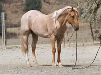 Hengst, Quarter Horse — Foto 5