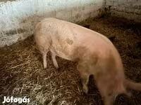 Boar, Крупная белая — photo 2