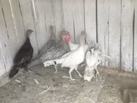 Turkeys — zdjęcie 2