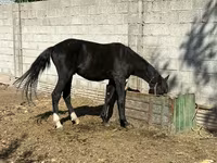 Yegua, Friesian sport horse — foto 2