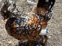 Chickens — foto 8