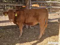 Toro, Vaca Limousin — foto 1