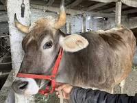 Сиыр, Swiss cattle — 3-сурет
