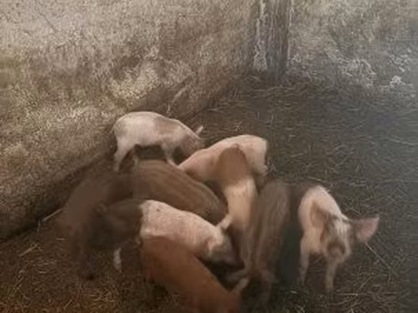 母猪, Pigs