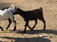 母山羊, Nigerian dwarf goats — 照片 3