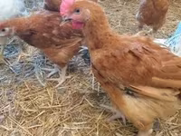 Chickens — 3. fotó