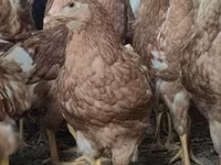 Chickens — photo 2