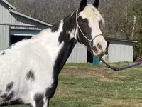 فرس, Pinto horses — الصورة 2