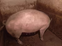 Locha, Świnie — zdjęcie 5