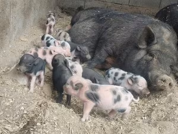 Schweine (Partie, Geschlecht nicht angegeben), Schweine