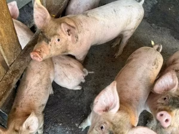 母猪, Pigs — 匈牙利
