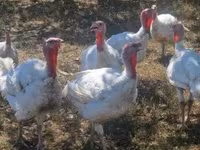 Turkeys — Foto 1