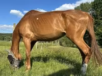 घोड़ी, Polish pony — फ़ोटो 4