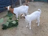 公山羊, Goats — 照片 1