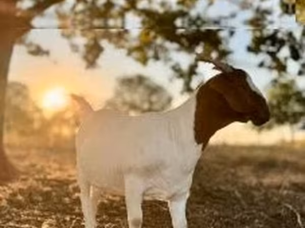 母山羊, Boer goat