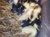 Ducks — Foto 3