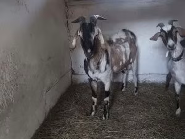 公山羊, Nubian Goat