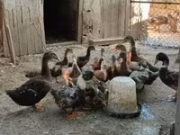 Ducks — photo 2