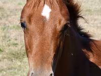 Égua, Quarter Horse — foto 3