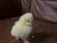 Silkie — 1. fotó