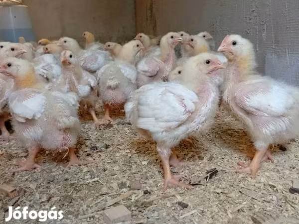 Chickens