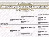 Hing, Quarter Horse — 3. fotó