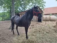 Kanca, Hungarian horse breed — 7. fotó