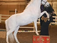 Stute, Miniature horse — Foto 8