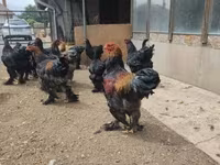 براهما — الصورة 1