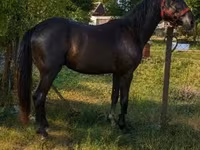 At, Hungarian horse breed — foto 3