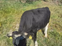 Bika, Russian Black pied cattle — 2. fotó