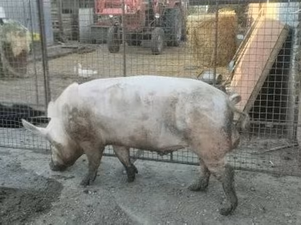 Knur, Świnie — Węgry