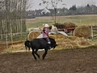 Cheval, Shetland Pony — photo 4