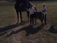 घोड़ा, Dutch warmblood horse — फ़ोटो 3