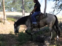 Égua, Quarter Horse — foto 7
