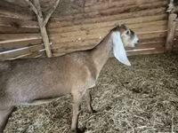 Nőstény kecske, Nubian Goat — 2. fotó