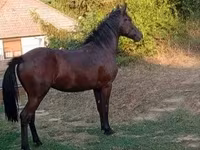母马, Horses — 照片 3