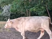 Vaca, Charolais cattle — foto 6