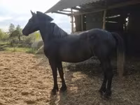 Égua, Cavalos — foto 3
