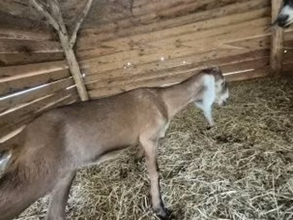 母山羊, Nubian Goat