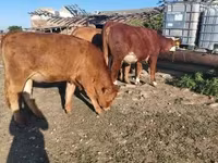 गाय, लिमोज़िन गाय — फ़ोटो 1