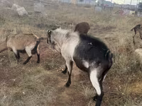 Bak, Alpine goat — 3. fotó