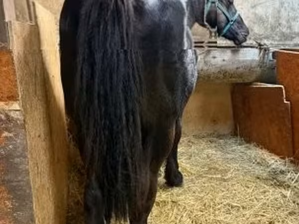 Cheval, Chevaux — Hongrie