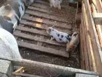 Boar, Вьетнамская вислобрюхая — photo 1