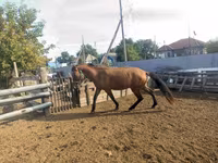 घोड़ा, Mugalzhar horse — फ़ोटो 7