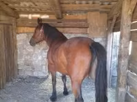 घोड़ी, Međimurje horse — फ़ोटो 4