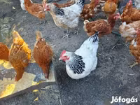 Turkeys — الصورة 8