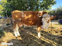 母牛, Simmental cattle — 照片 2