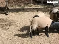 Widder, White Suffolk sheep — Foto 4