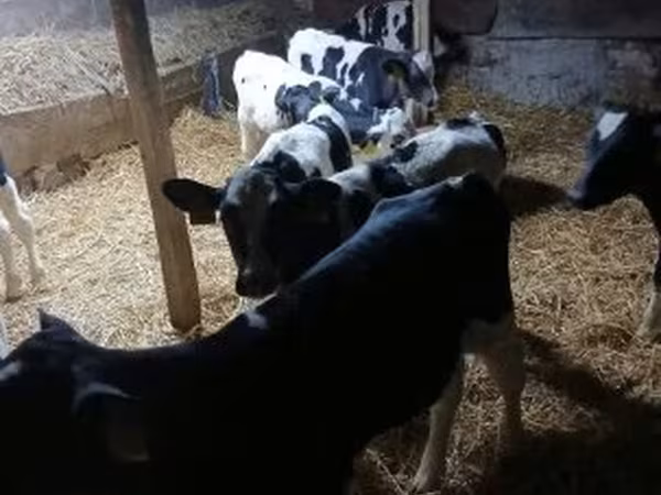 Bika, Russian Black pied cattle — Magyarország